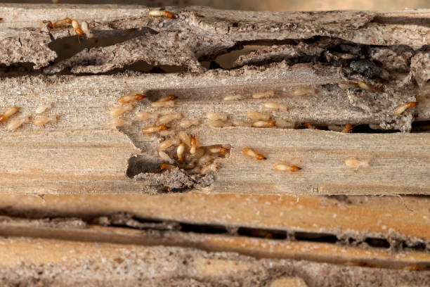 Best Mosquito Control Services  in South Pasadena, CA
