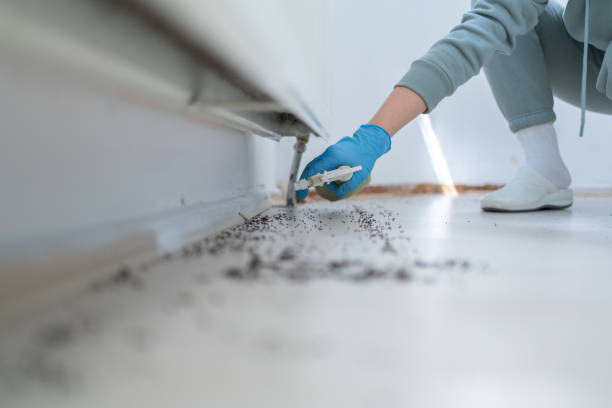 Best Termite Control Services  in South Pasadena, CA